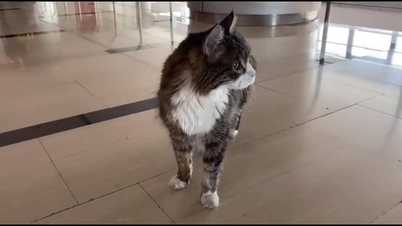 Chp'Nin Kedisi ''şero'' Yaşamını Yitirdi