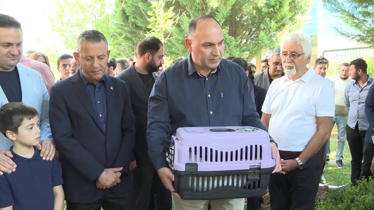 Chp'nin Kedisi Şero, Parti Genel Merkezinin Bahçesine Defnedildi