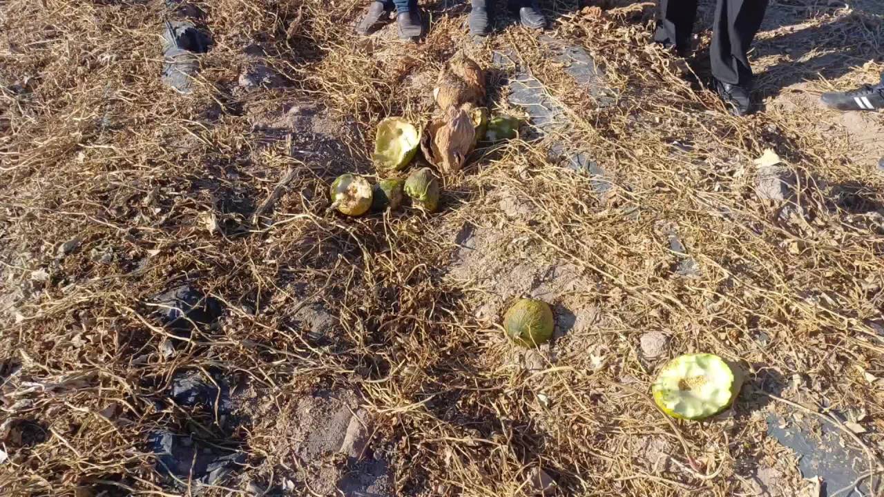 Ömer Fethi Gürer, İktidara Seslendi: Üreticiye Sahip Çıkın, Gerekli Destekleri Verin