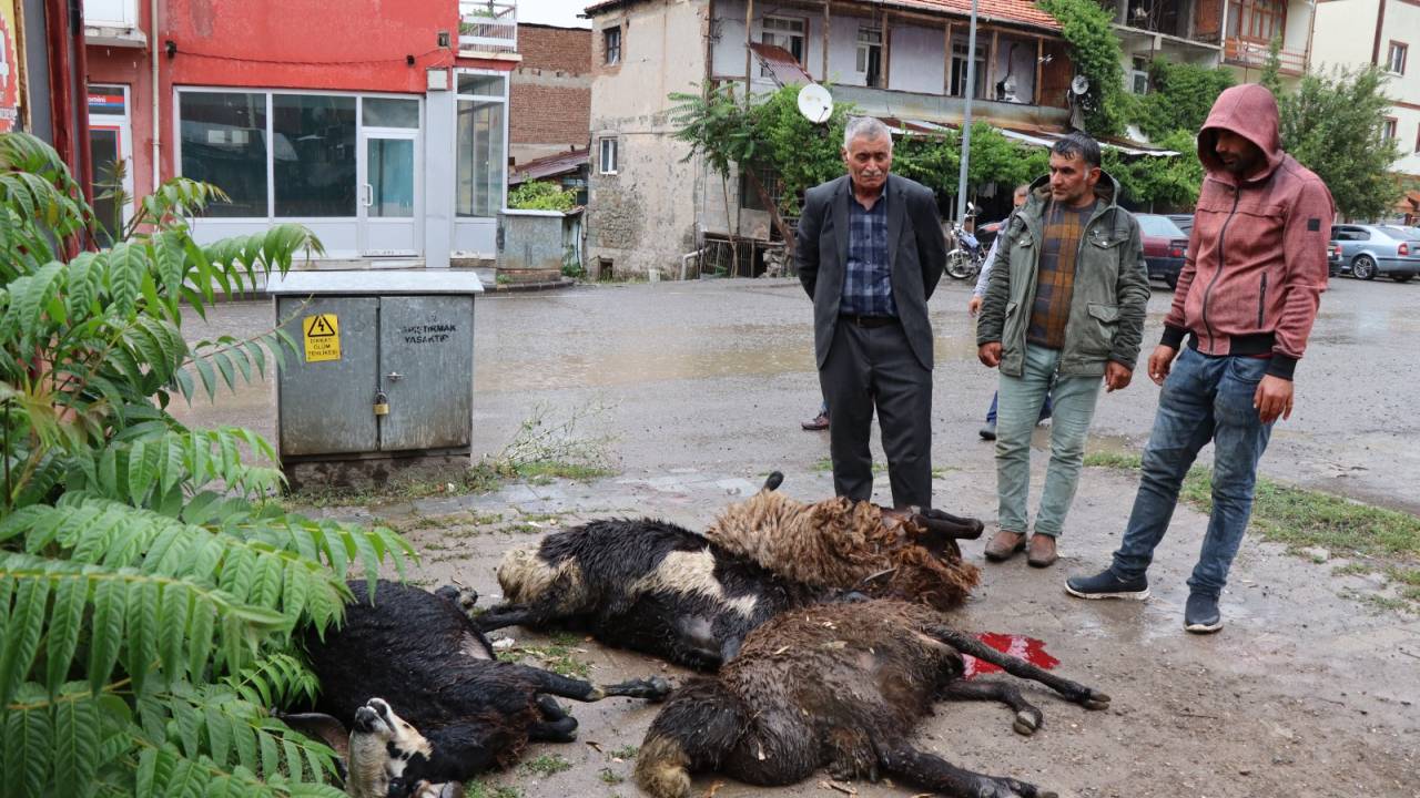 Erzurum'da Elektrik Akımına Kapılan Kurbanlık Koyunlar Öldü