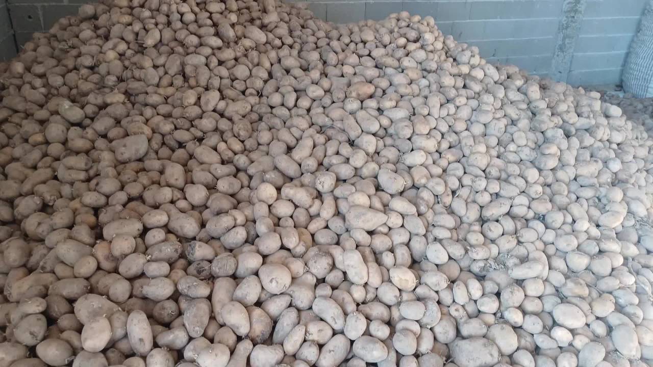 Chp'li Gürer: "durum Çok Vahim, Binlerce Ton Patates Çürümeden Kamu Satın Alıma Bir An Önce Başlamalıdır”