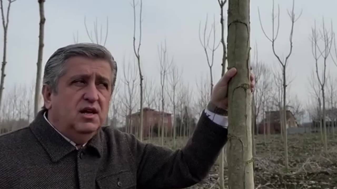 Chp Samsun Milletvekili Murat Çan: "Kahverengi Kokarcalar, Bu Kez De Kavak Ağacı Fidanlarını İstila Etti"