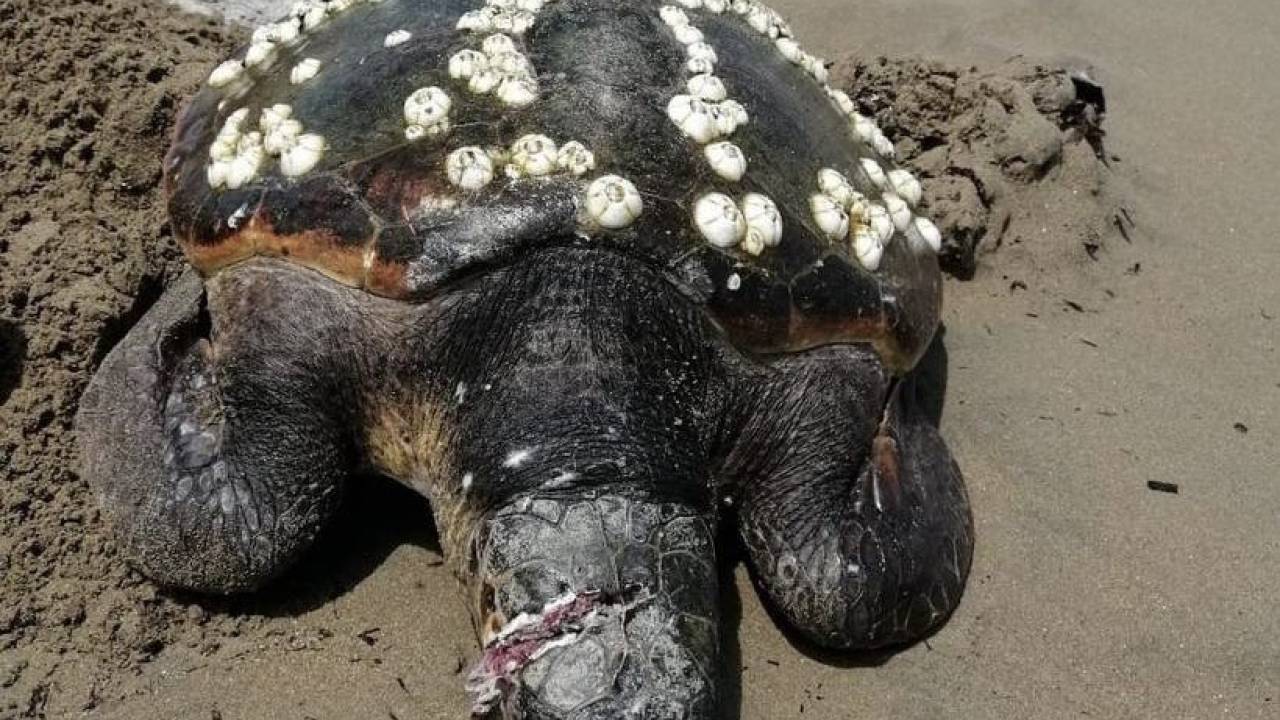 Yaralı Bulunan Caretta Caretta, Tedavi Sonrası Denize Bırakıldı
