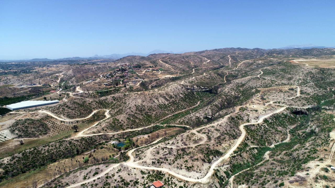 Manavgat'ta Yanan Alanlarda Yaban Hayatı Yeniden Canlanıyor