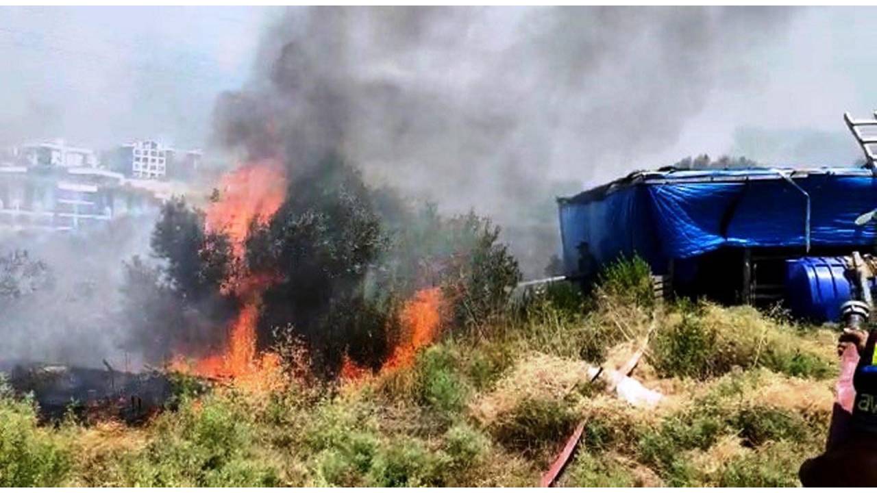 Kuşadası'nda Zeytinlikte Çıkan Yangın, Ormana Sıçramadan Söndürüldü