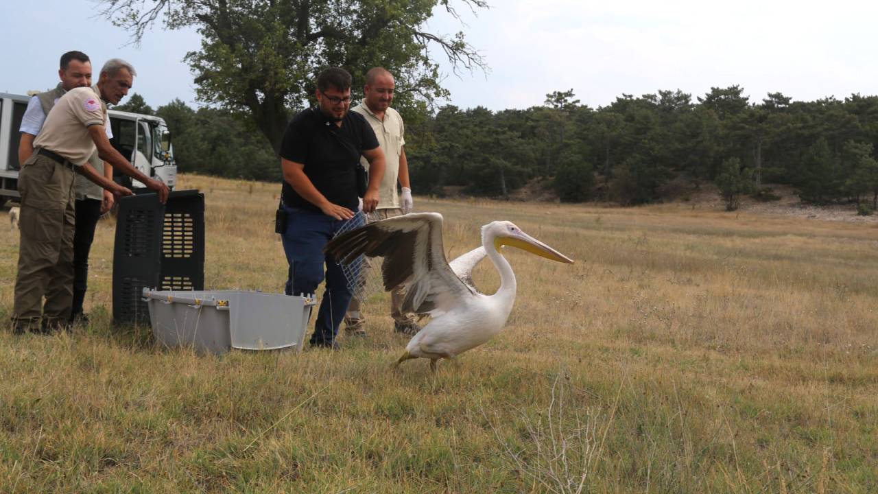 Yaralı Pelikan Ve Şahin, Tedavi Sonrası Doğaya Salındı