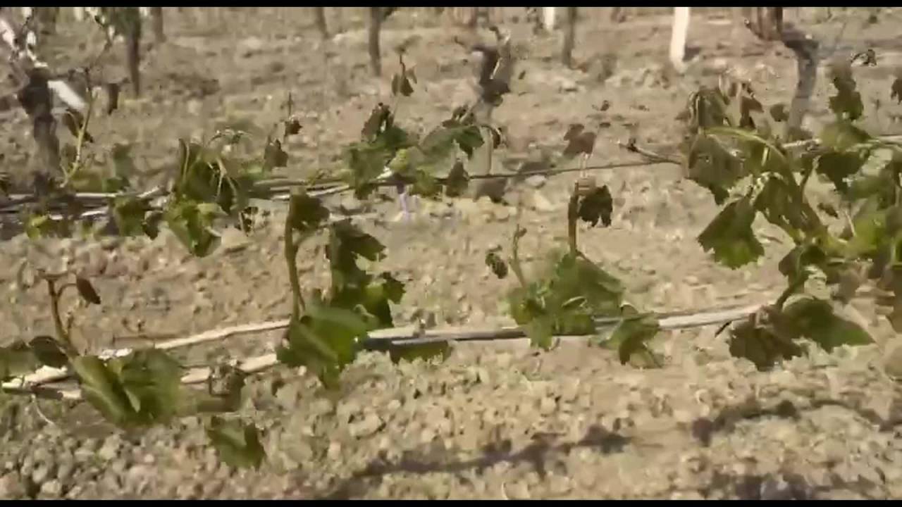 Çiftçilerin Sorunlarını Dinleyen Chp'li Başevirgen'den İktidara Çağrı: Manisa Afet Bölgesi İlan Edilsin