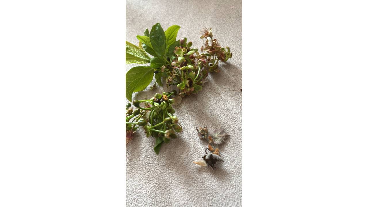 Chp Tokat Milletvekili Durmaz, Kentteki Zirai Donun Bir Yıllık Emeği Bir Gecede Yok Ettiğini Bildirdi