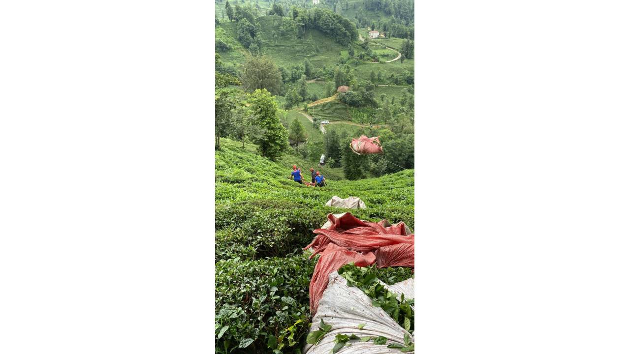Çay Hasadında, Teleferik Sepetinin Çarpmasıyla Yaralandı