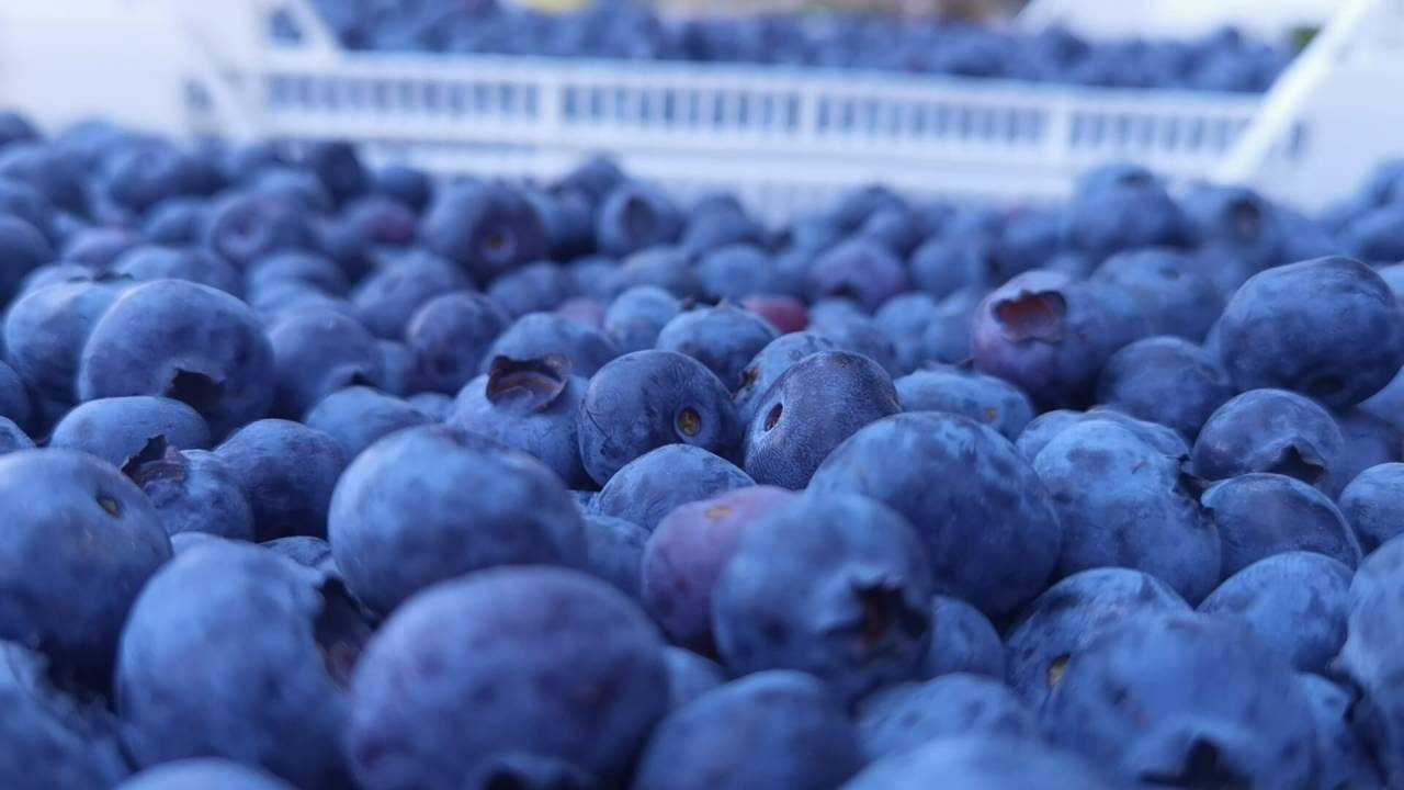 Bursa'dan Hong Kong'a Yaban Mersini İhracatı