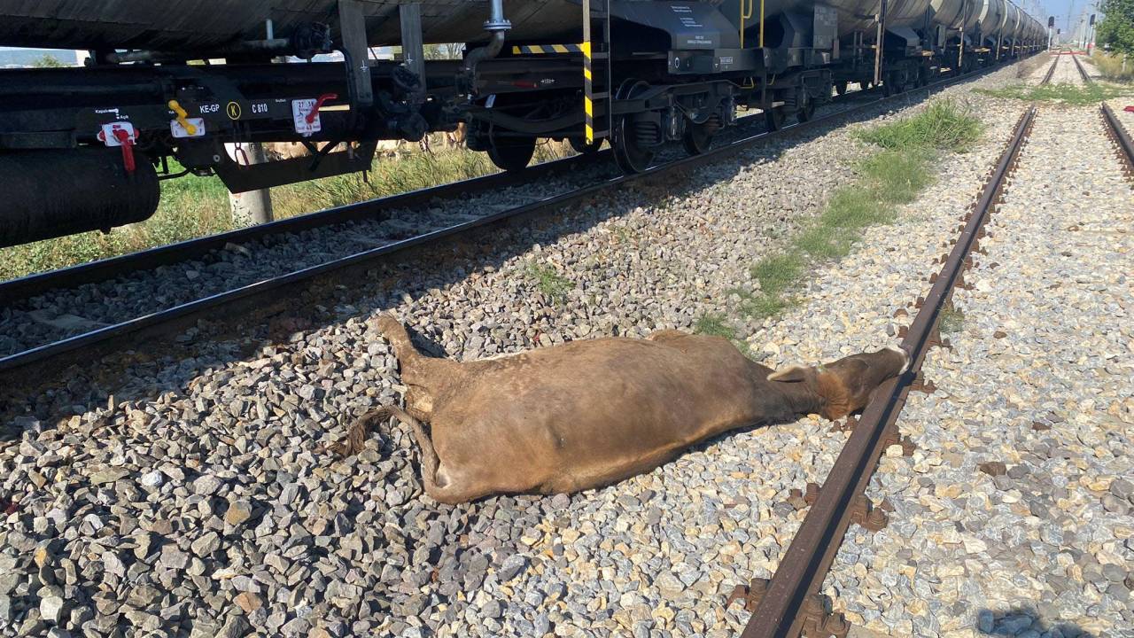 Yük Treni Sürüye Çarptı; 8 Büyükbaş Öldü