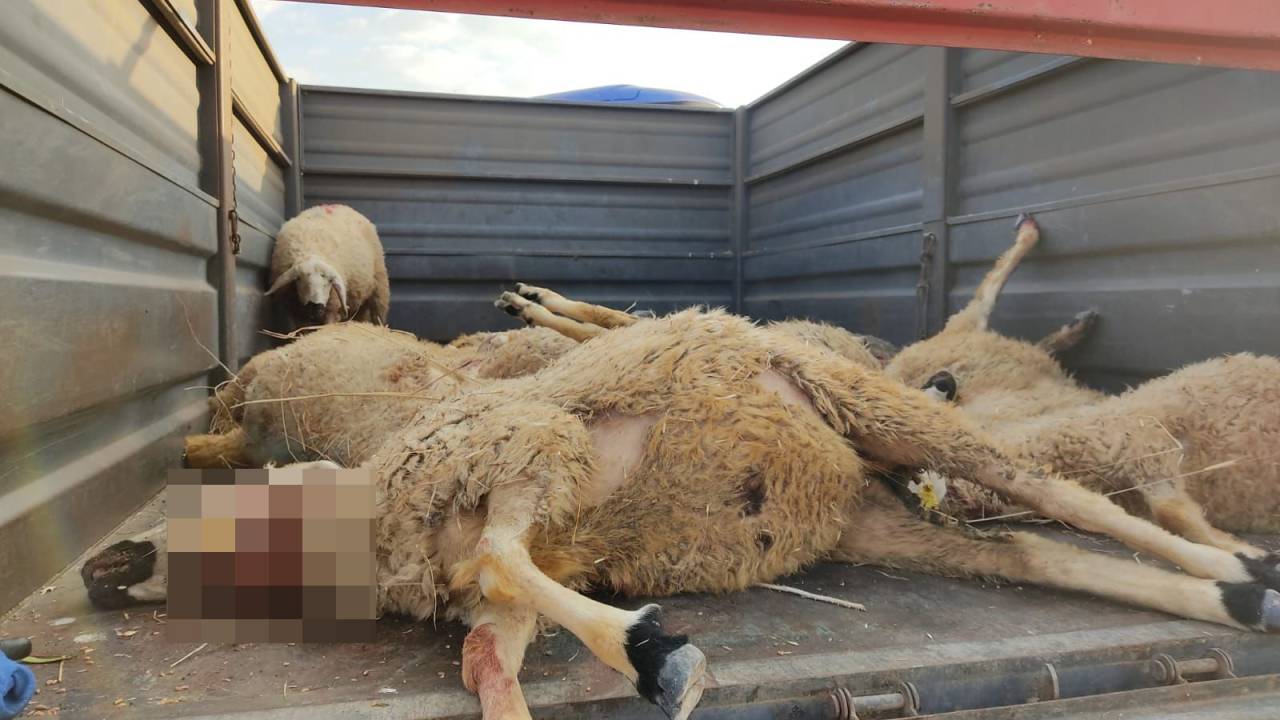 Köye İnen Bozayı Ağıla Girip 17 Küçükbaş Hayvanı Öldürdü