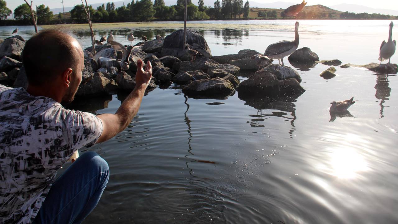 Yiğit Ve Ömür İsmi Verilen Pelikanlar Çıldır Gölü'nü Mekan Tuttu