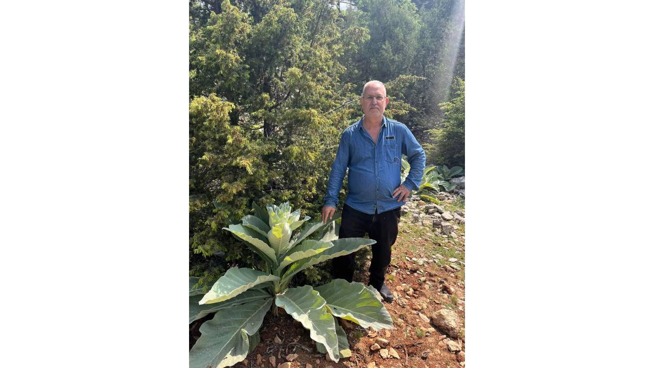 Şehit Babası Domuzu Kovalamak İçin Dama Çıkarken Düşürdüğü Tabancanın Ateş Almasıyla Öldü