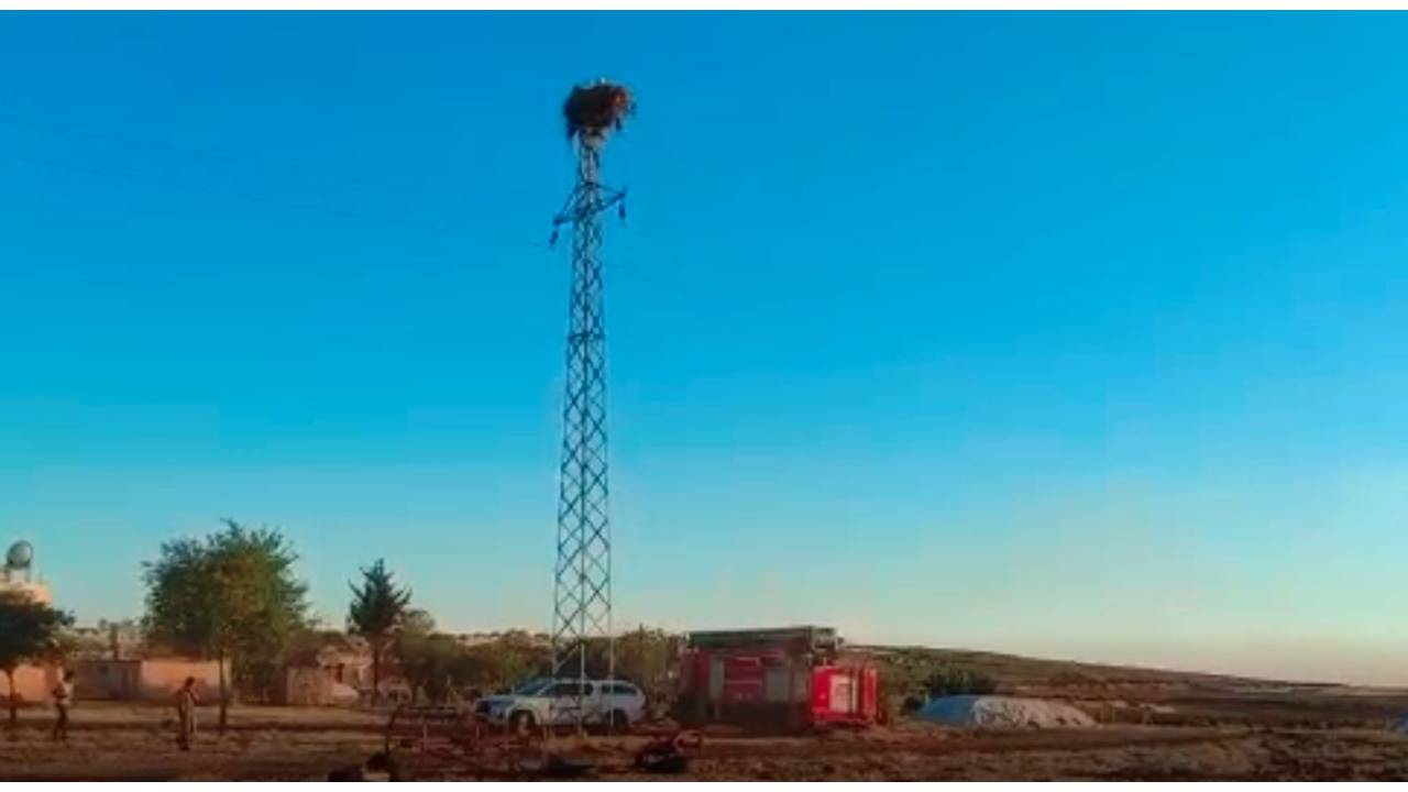 Elektrik Akımına Kapılarak Ölen Leyleğin Yavrularına Tedavi