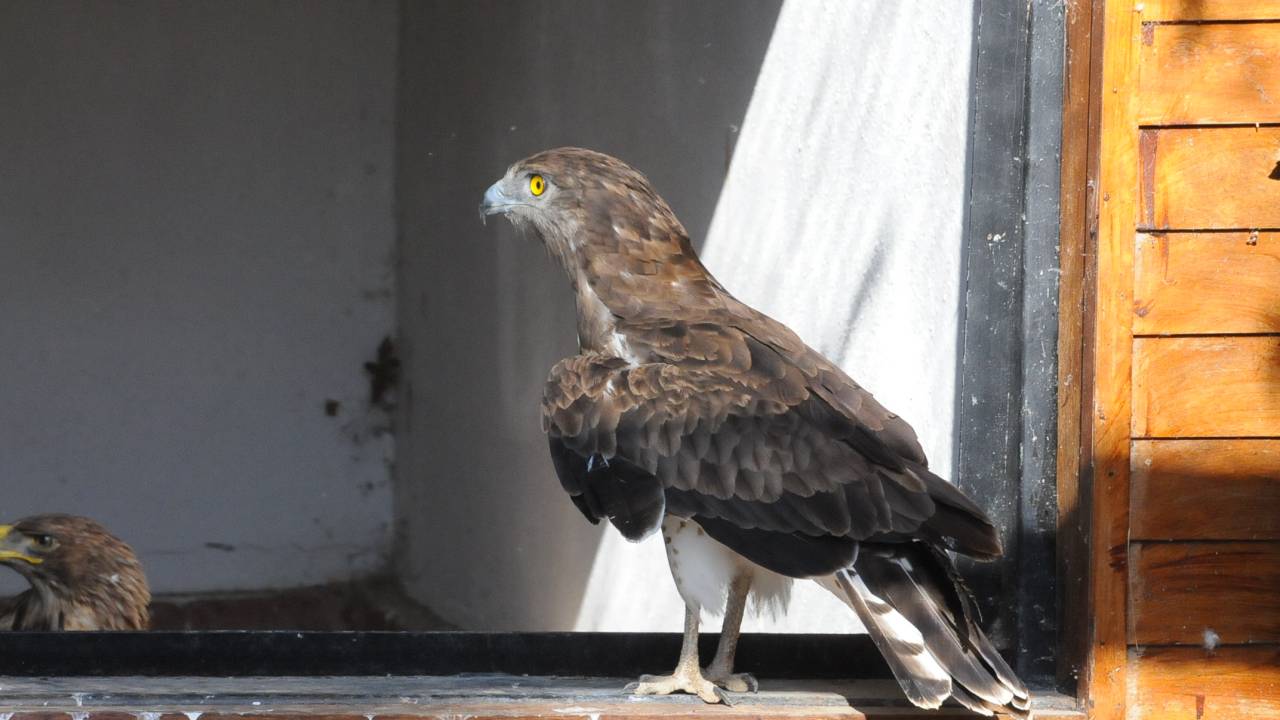 Yaralı Yılan Kartalı 'engelli Kuşlar' Barınağında Yaşamına Devam Edecek