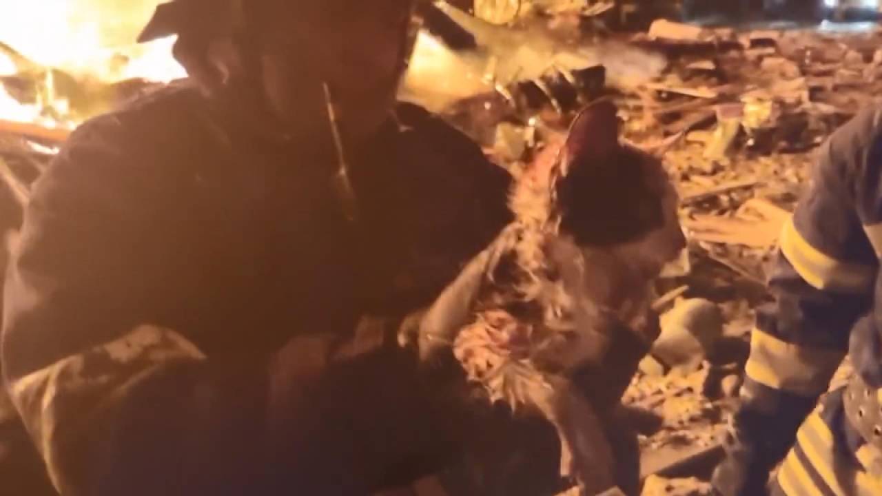 Ukrayna’da Füzenin İsabet Ettiği Restorandan Kedi Kurtarıldı