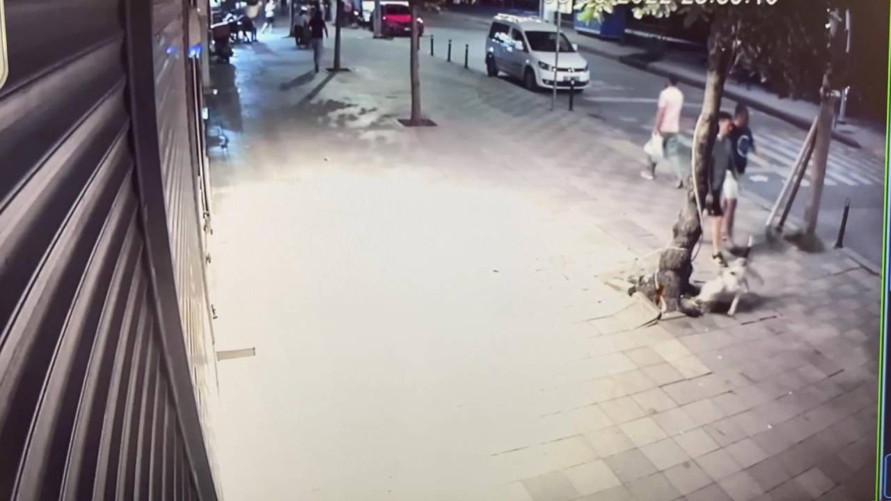 Zeytinburnu'nda Ağızlıksız Gezdirilen Pitbull Uyuyan Kediyi Öldürdü