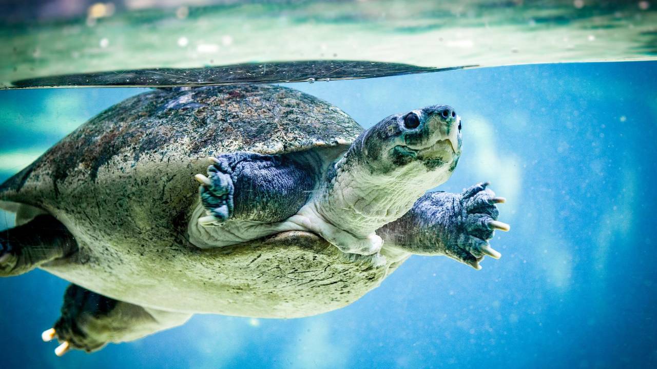 Eti, Kemiği Ve Kabuğu İçin 30 Yılda 1.1 Milyon Deniz Kaplumbağası Öldürüldü