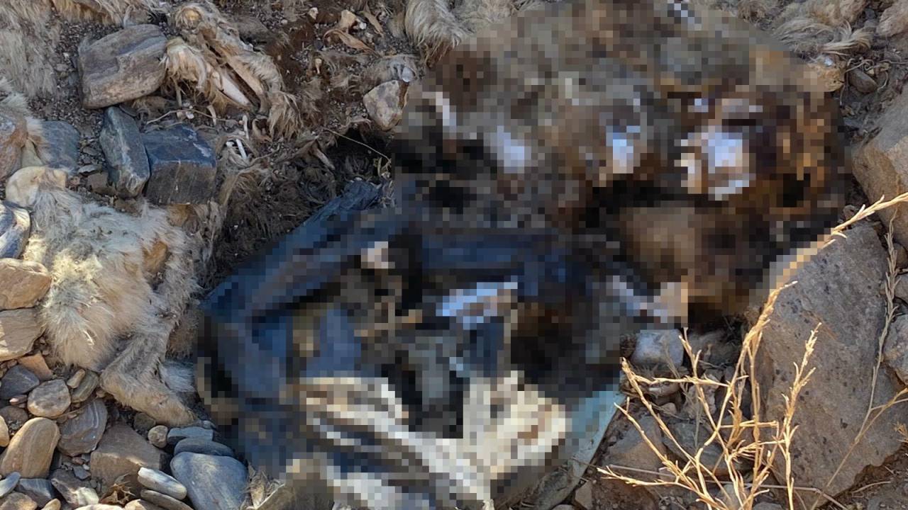 Bayındır'da Hayvan Bakımevinde  Toplu Köpek Katliamı İddiası