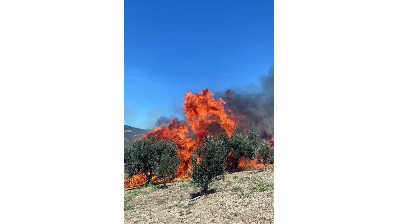 Tekirdağ'da 50 Dönüm Zeytinlik Yandı