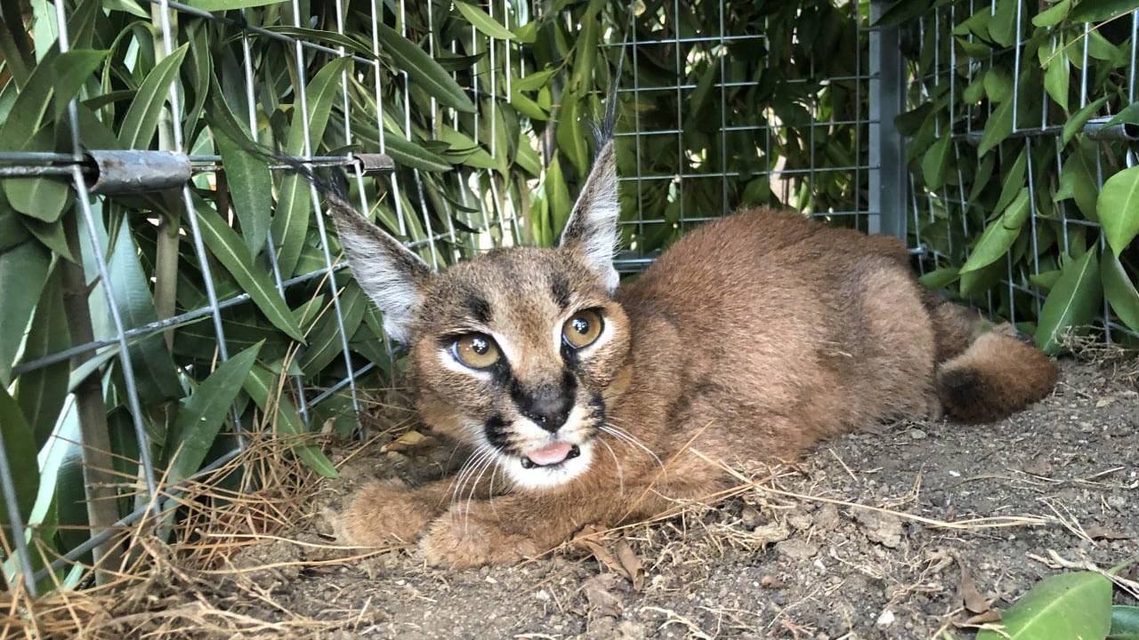 Karakulak 'defne', Doğaya Bırakıldı