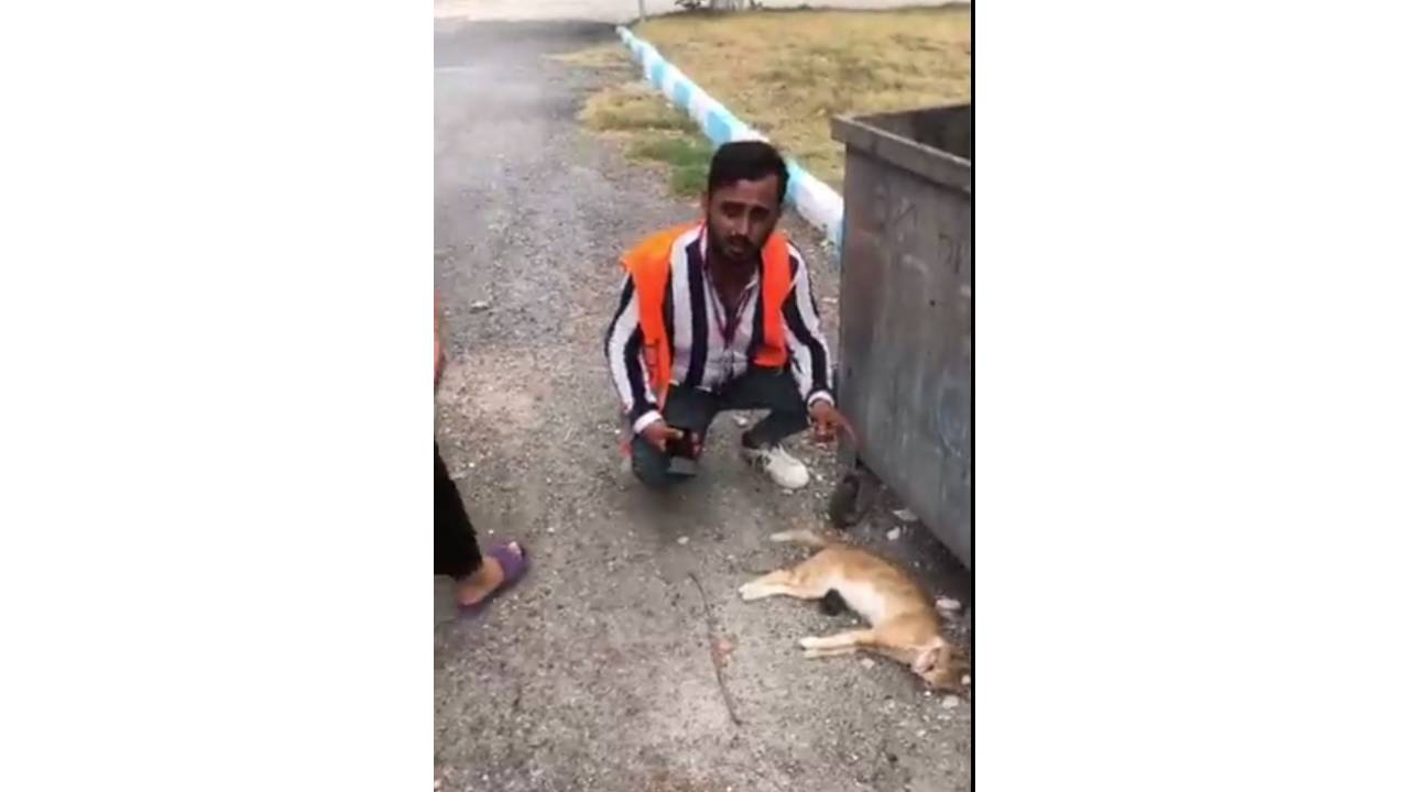 Hatay'da Sokak Hayvanlarının Zehirlendiği İddiası