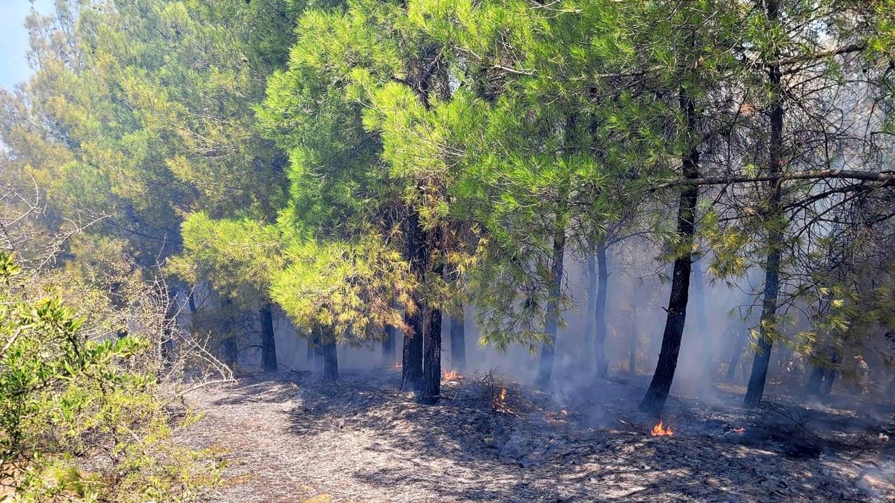 Manisa'da Orman Yangını (1)