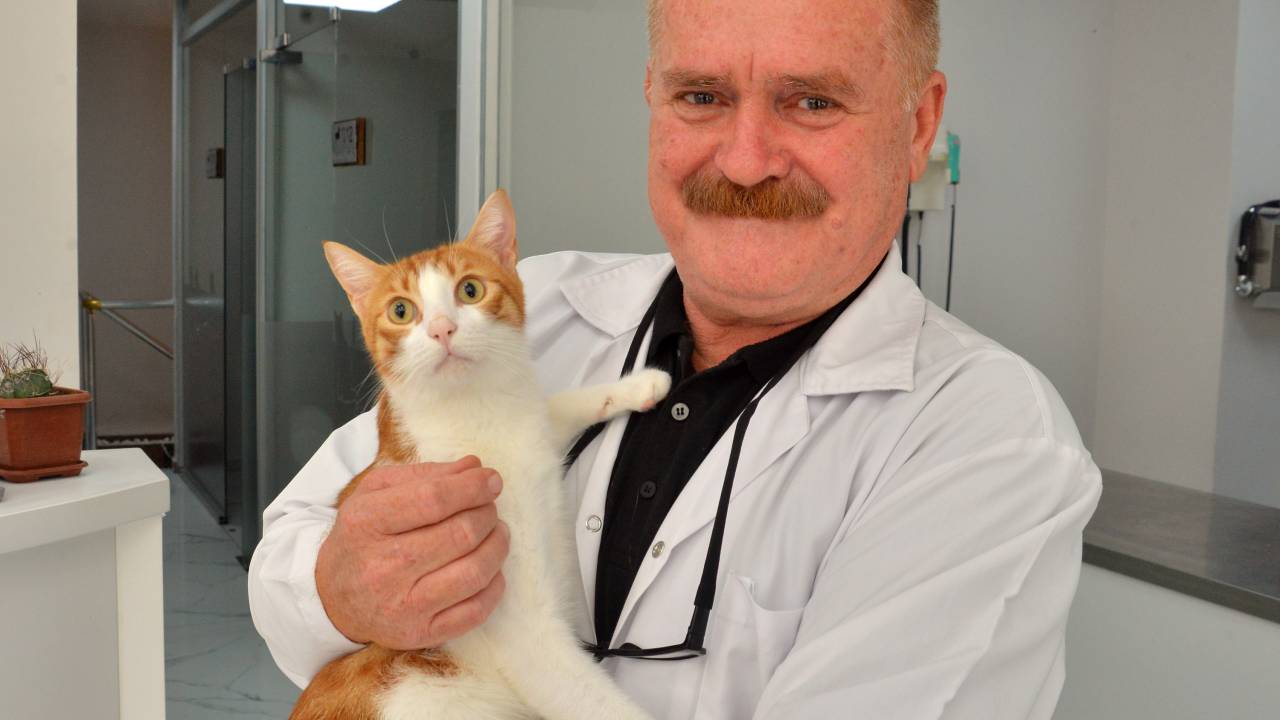 Veteriner Hekimler, Sokak Hayvanlarına Da Trafik Sigortası İstiyor