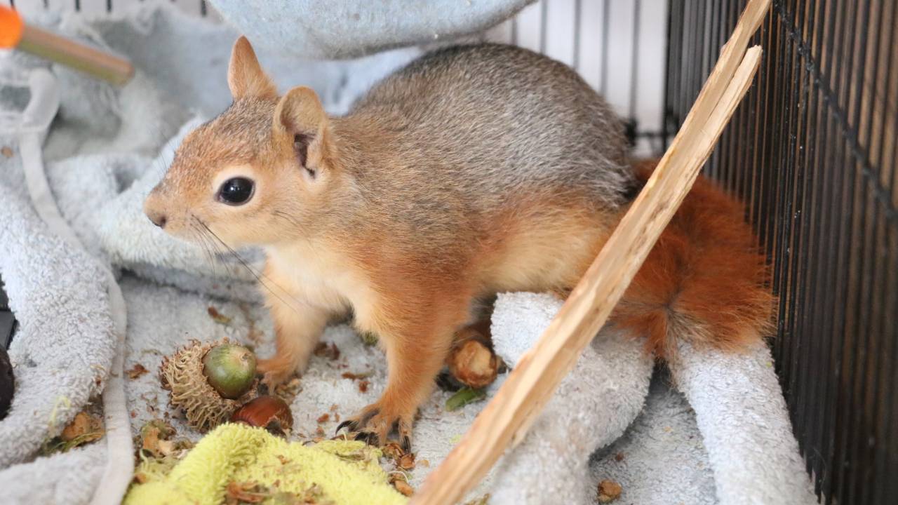 En Büyük Yangından Yaralı Kurtulan Sincap, Doğaya Döneceği Günü Bekliyor
