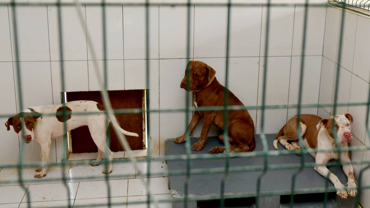 Belediyenin Kedi Evi'ne Giren 3 Pitbull, 12 Kediyi Öldürdü