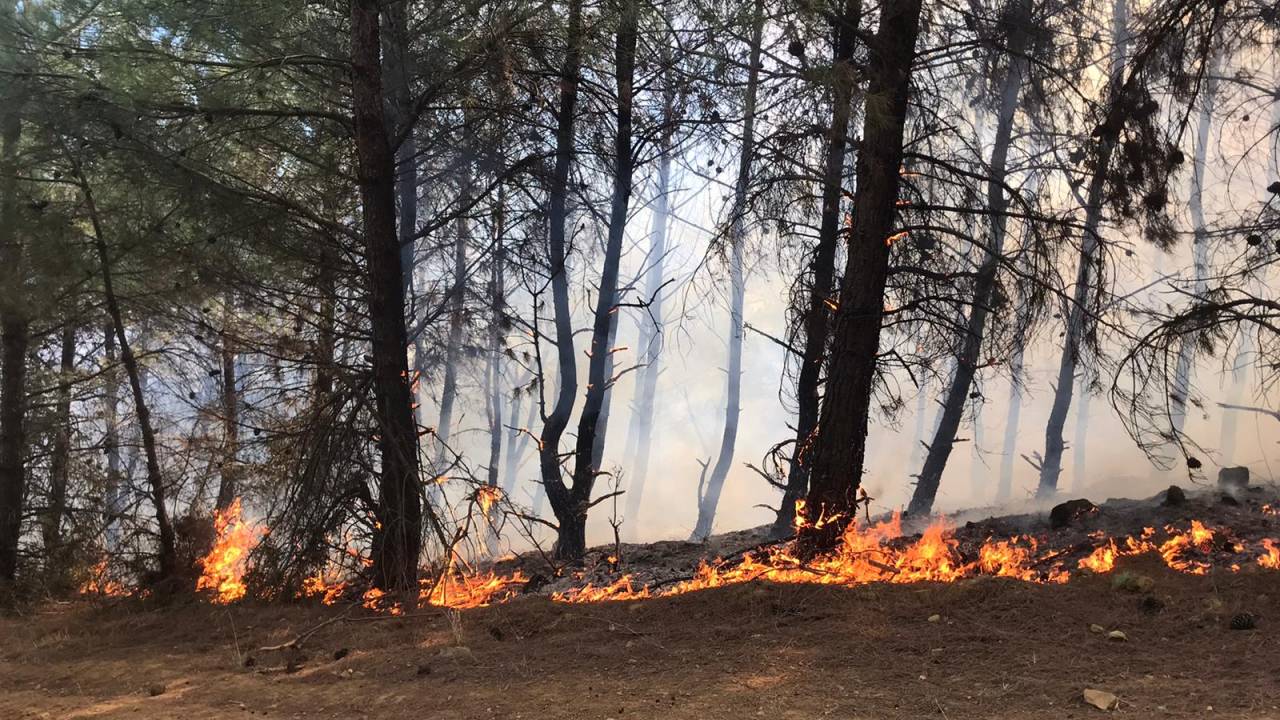 Şarköy'de Orman Yangını; 2 Saatte Kontrol Altına Alındı