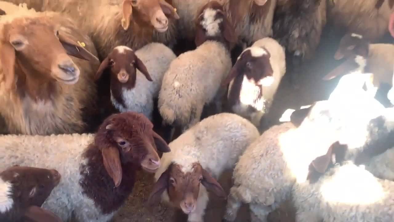 Hayvancılık İle Uğraşan Kahramanmaraşlı Depremzede: “Yeteri Kadar Yem Dağıtmadılar”