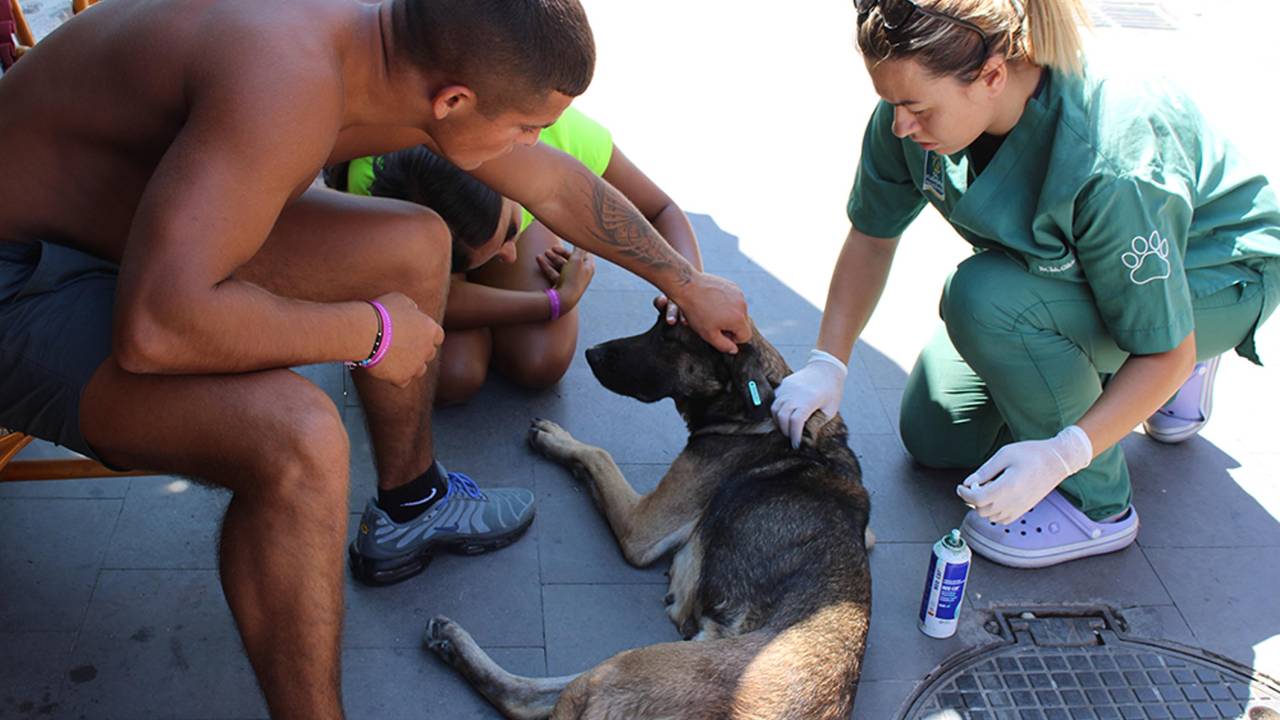 İngiliz Turistler, Severken Yaralı Olduğunu Fark Ettikleri Köpeği Tedavi Ettirdi