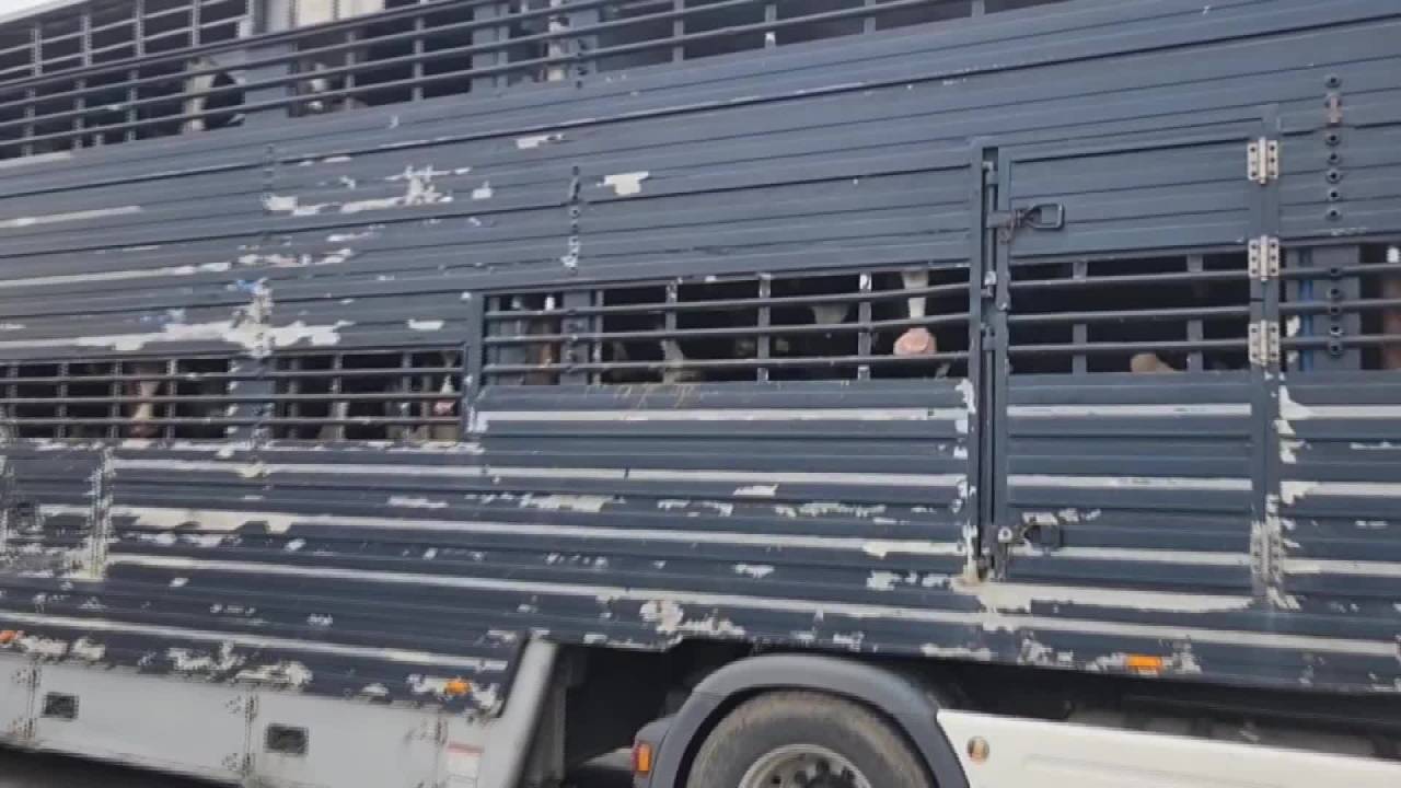 Okan Gaytancıoğlu, Kapıkule Sınır Kapısı'nda: "Avrupa’dan Tırlarla Hayvan Topluyorlar"