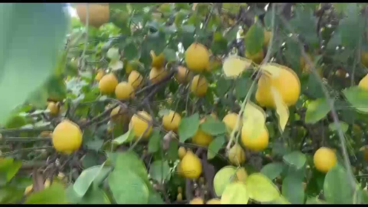 Mersinli Limon Üreticisi: Limona ‘3 Lira’ Diyorlar. Zaten Maliyeti 5 Lira