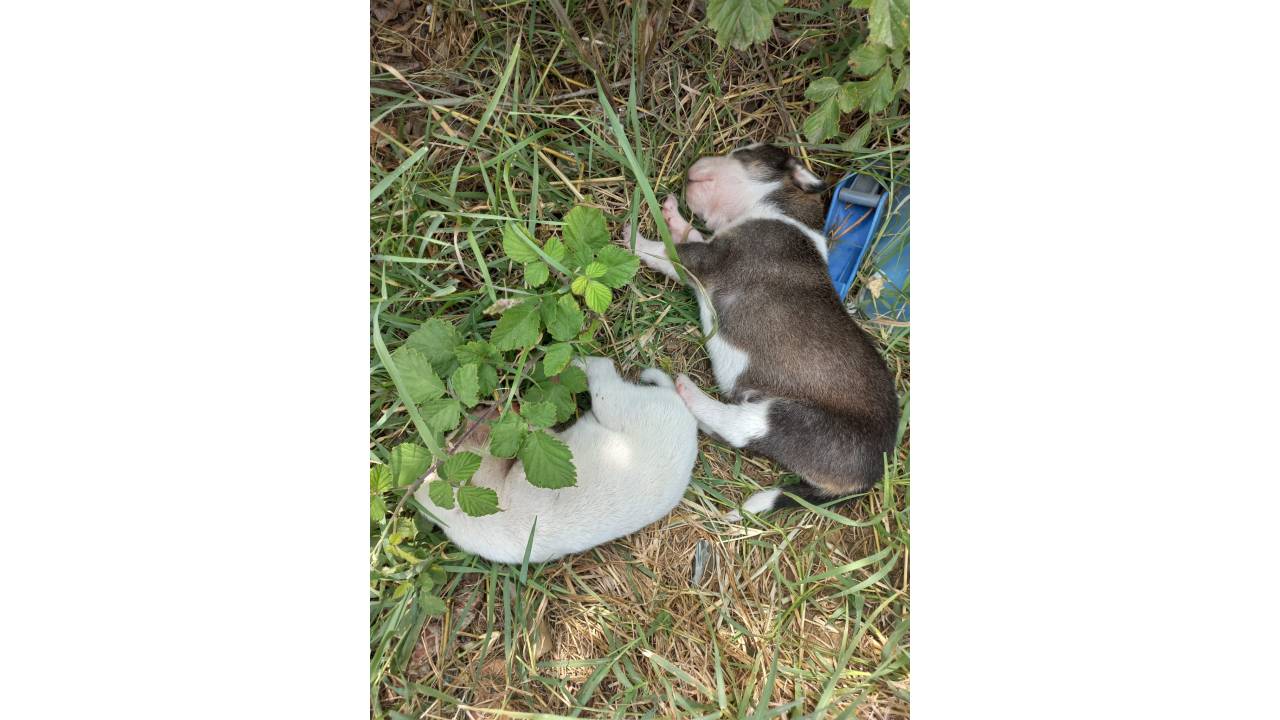 Pendik'te Hurdacıların Çıkardığı Yangında 4 Köpek Öldü
