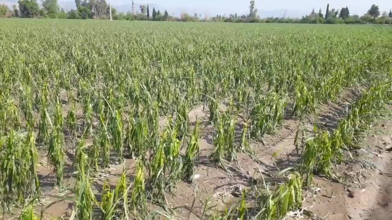 Kadirli'de Doludan Zarar Gören Mısır Üreticisi: "1 Senelik Emeğimiz Boş. Bu Yağmur, Dolu Mahvetti Bizi"