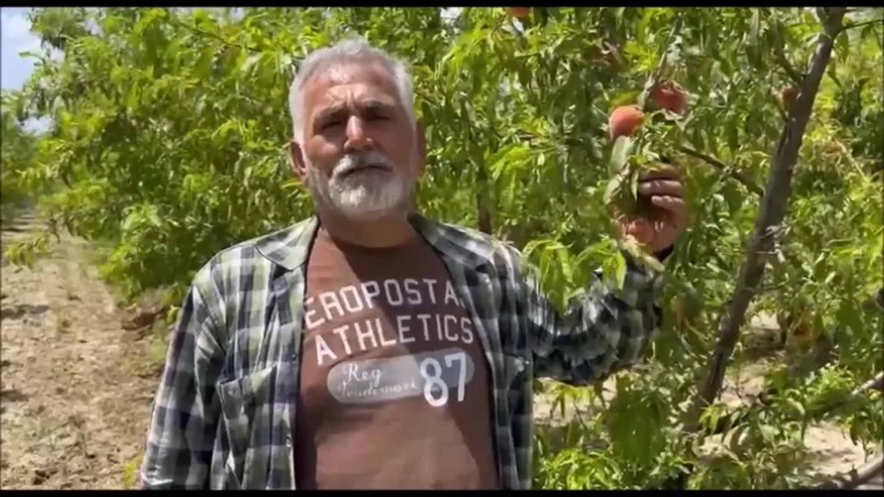 Şeftali Bahçesini Dolu Vuran Adanalı Üretici: “60 Dönüm Şeftalim Var, Sağlam Meyve Kalmadı”