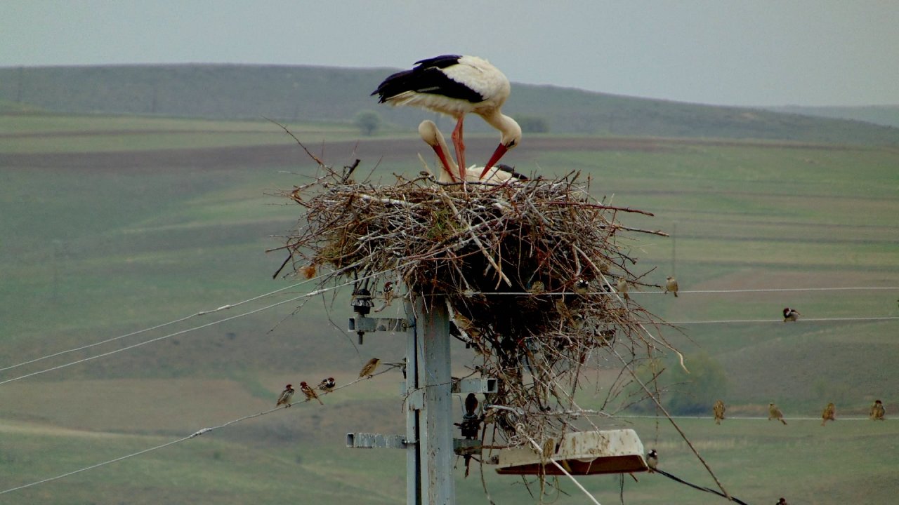 Leylekleri kurtarmak için çalmadık kapı bırakmadılar