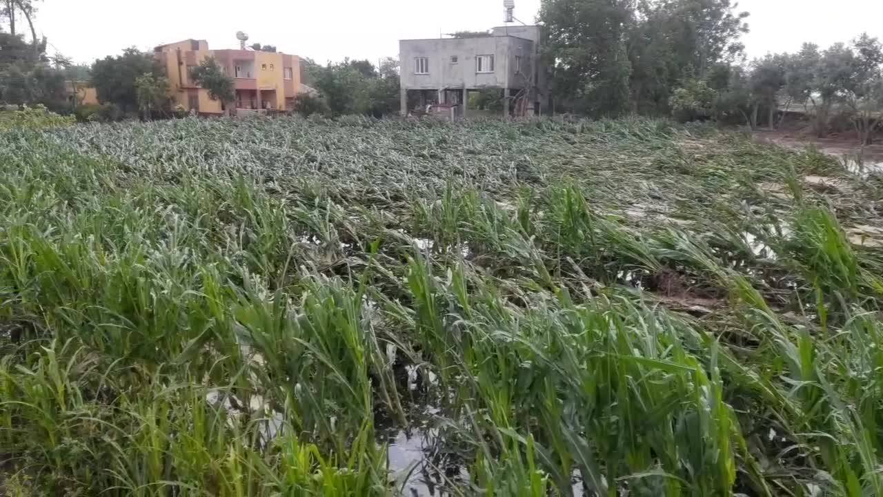 Osmaniye'de Etkili Olan Yağmur Nedeniyle Bazı Bölgelerde Tarım Arazileri Ve Evleri Su Bastı