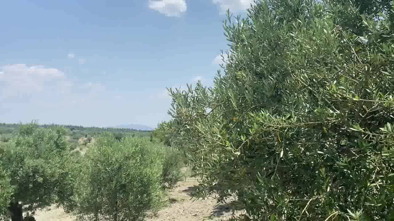 Manisalı Zeytin Üreticisi Zor Durumda: "30 Dönüm Yerden 30 Kilo Zeytin Alamayız"