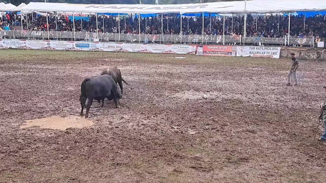 42. Artvin Kafkasör Boğa Güreşleri Festivali Yağmura Rağmen Yapıldı