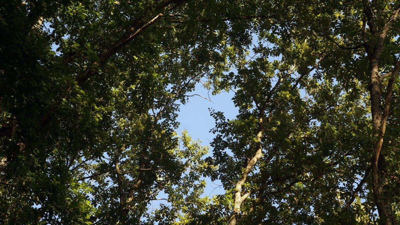 Çanakkale Valiliği açıkladı: Ormanlara 15 Eylül'e kadar girmek yasak