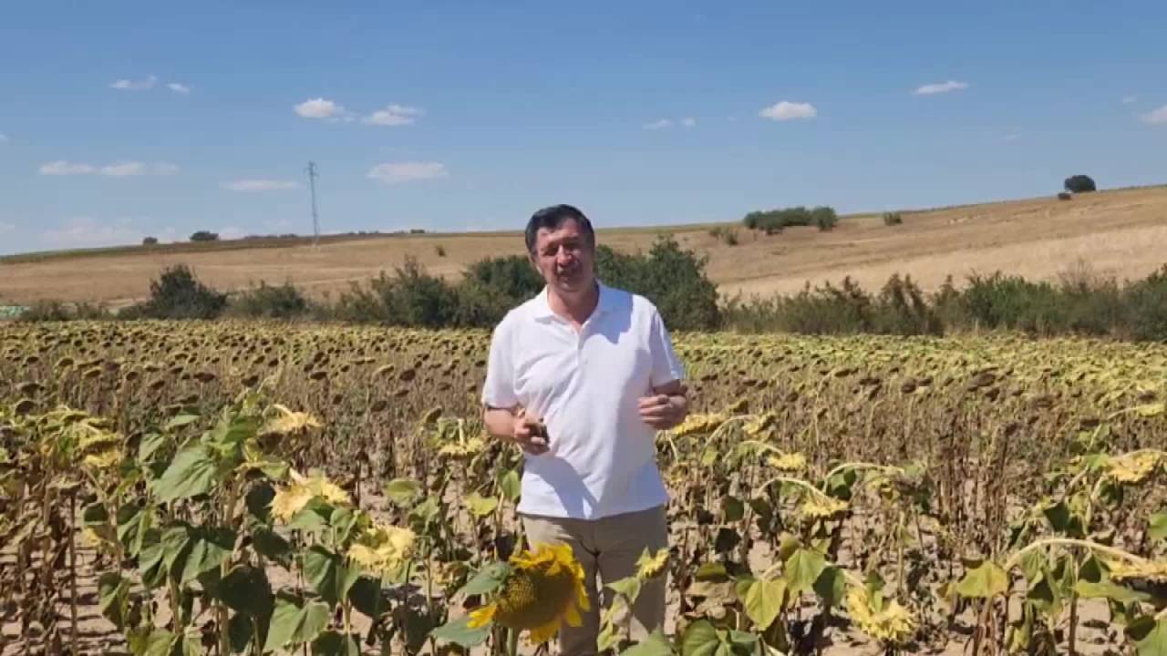 Okan Gaytancıoğlu, Ayçiçeği Tarlasından Seslendi: “Yüzde 40 Yağlı Ayçiçeğinin En Az 20 Lira Olması Lazım”