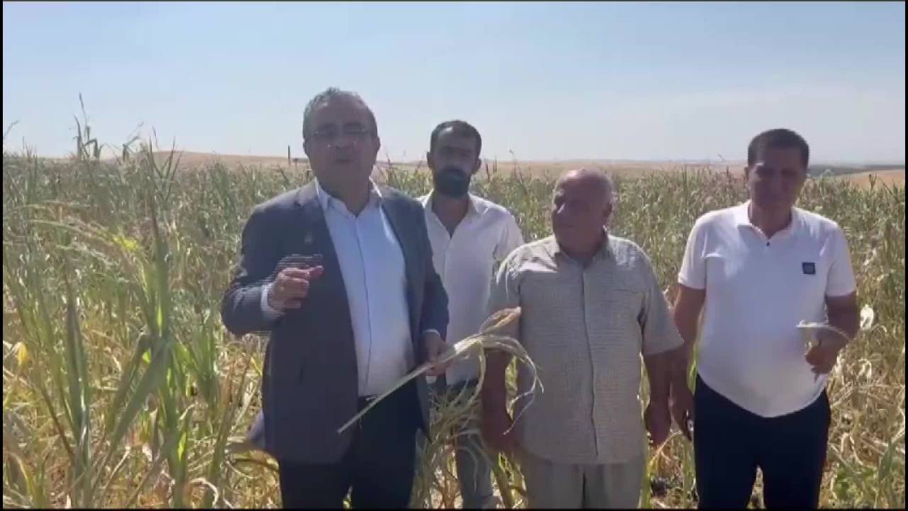 Diyarbakırlı Çiftçi: "Dedaş Elektriğimizi Kesti. 90 Dönüm Mısır Komple Kurudu Gitti"