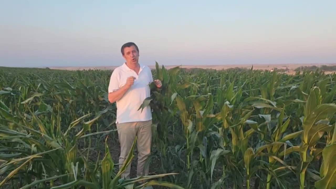 Okan Gaytancıoğlu: “Mısır Fiyatını Derhal Revize Edin”