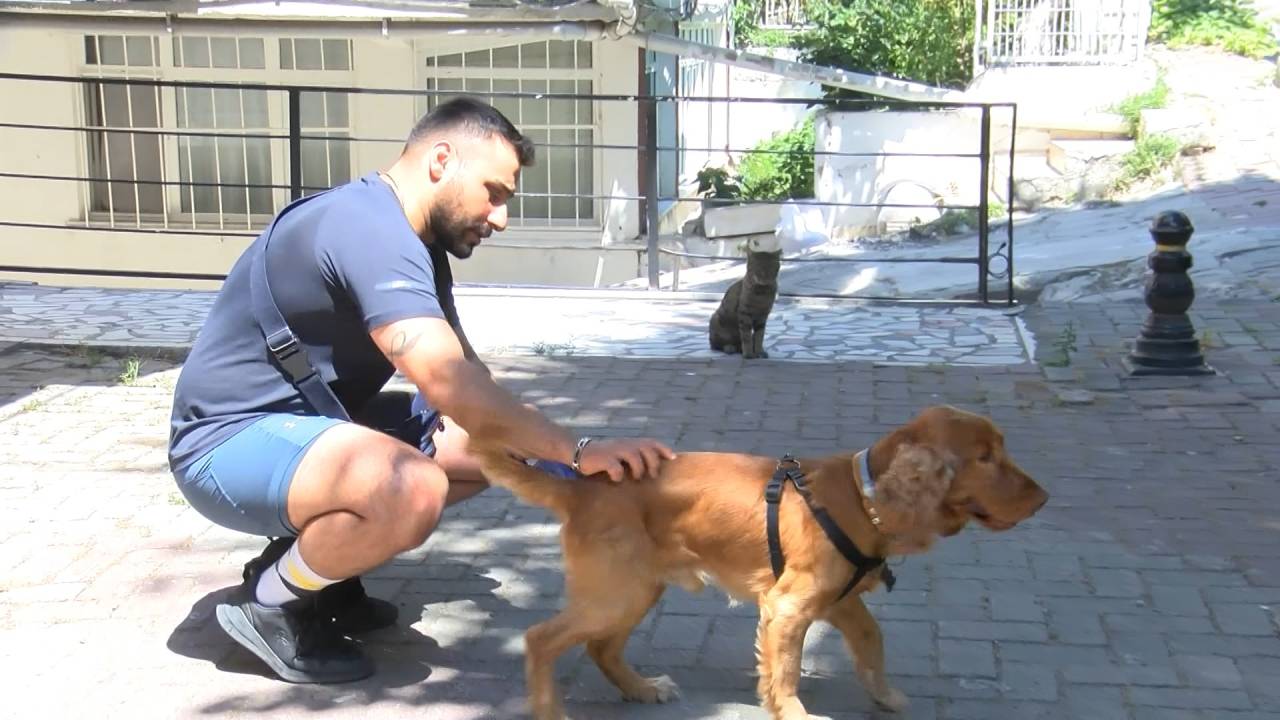 Şok Eden Kedi Saldırısı Kamerada