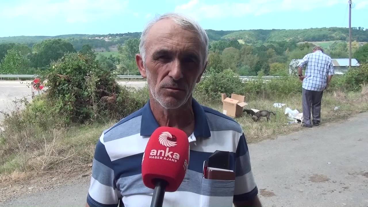 Sinop Mertoğlu Köyü Sakinleri Buraya Her Gün  Köpek Bırakılmasından Şikayetçi