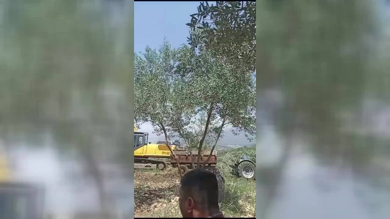 İskenderun'da Depremzedelere Yapılacak Konutlar İçin Zeytin Ağaçları Dalındaki Mahsulle Birlikte Kesildi